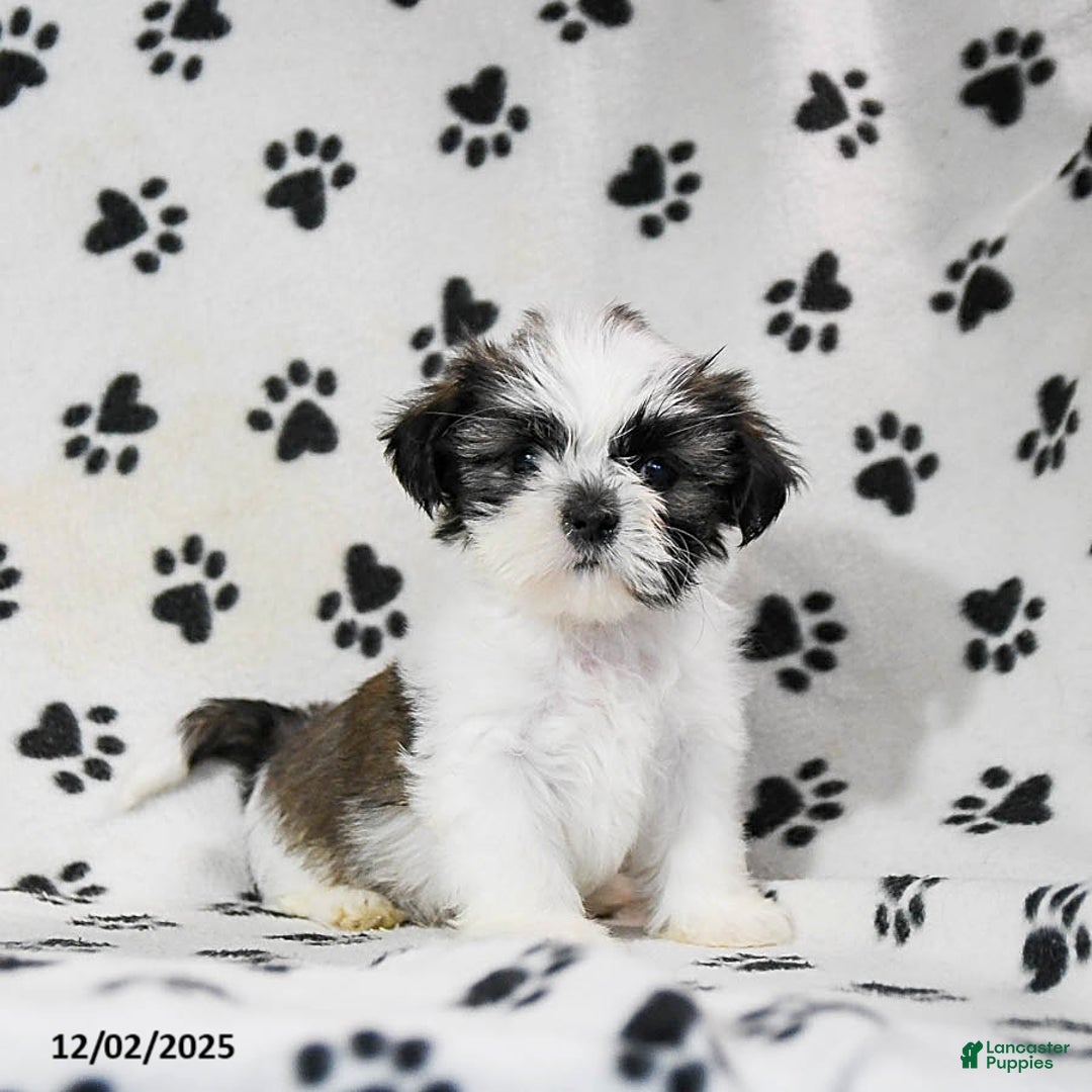 Shih Tzu dogs for sale: Poppy - Ad 1