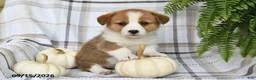 Welsh Corgi Pembroke dogs for sale: Thunder - Ad 4