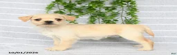 Mixed Breed dogs for sale: Tori - Ad 1
