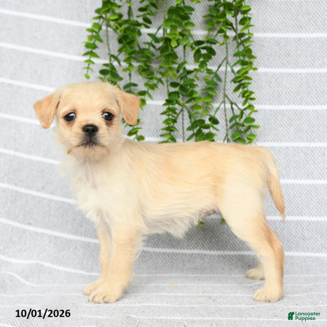 Mixed Breed dogs for sale: Tori - Ad 1