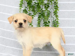 Mixed Breed dogs Tori - Ad 1