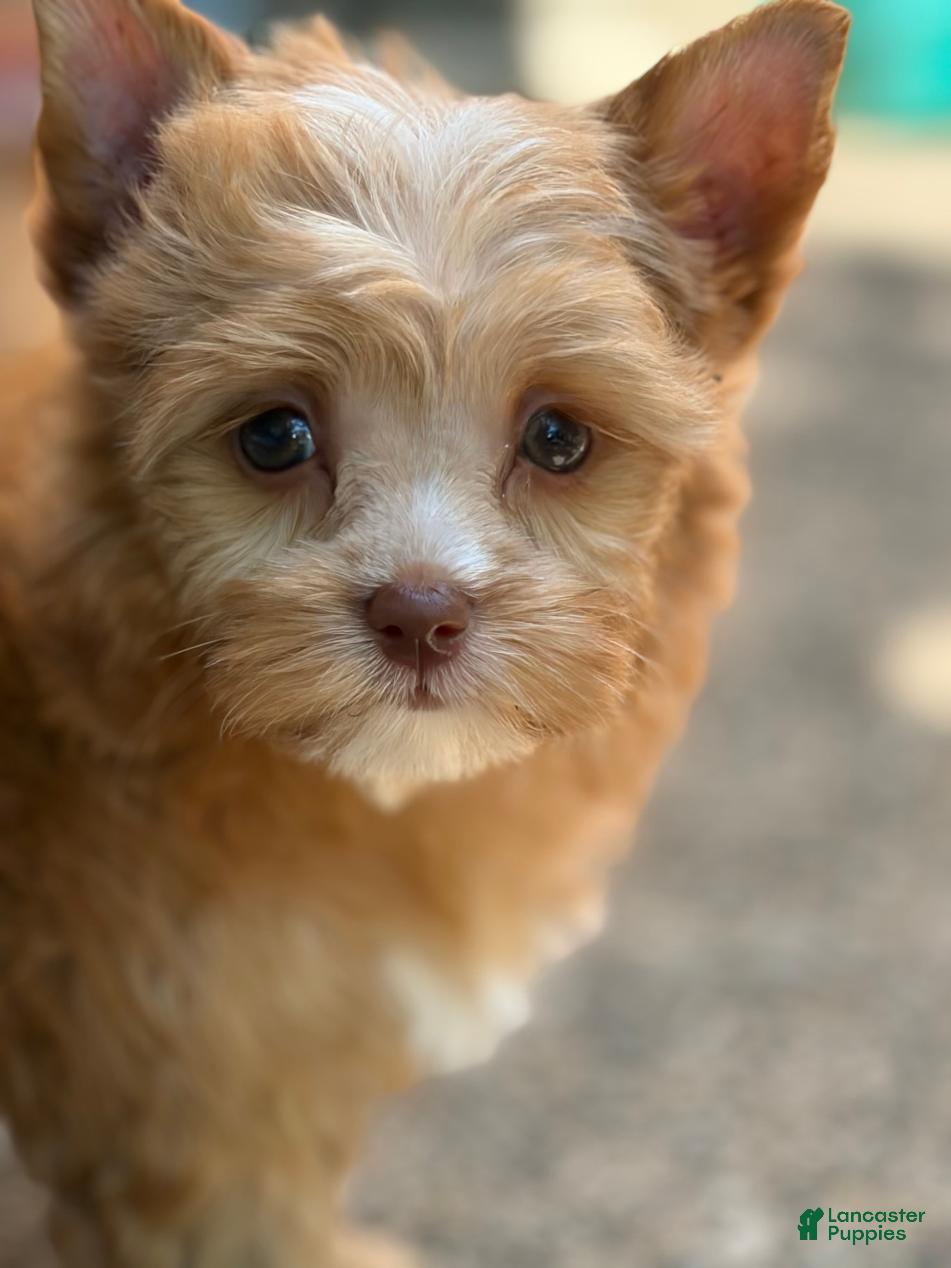 Yorkshire Terrier dogs for sale: Mila - Ad 1