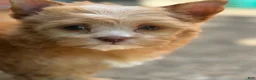 Yorkshire Terrier dogs for sale: Mila - Ad 1