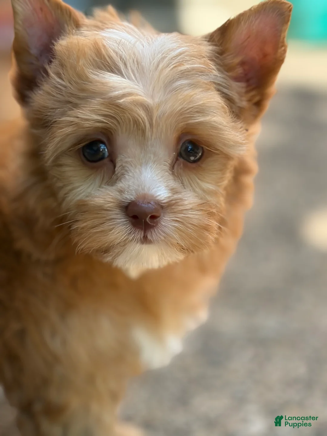 Yorkshire Terrier dogs for sale: Mila - Ad 1