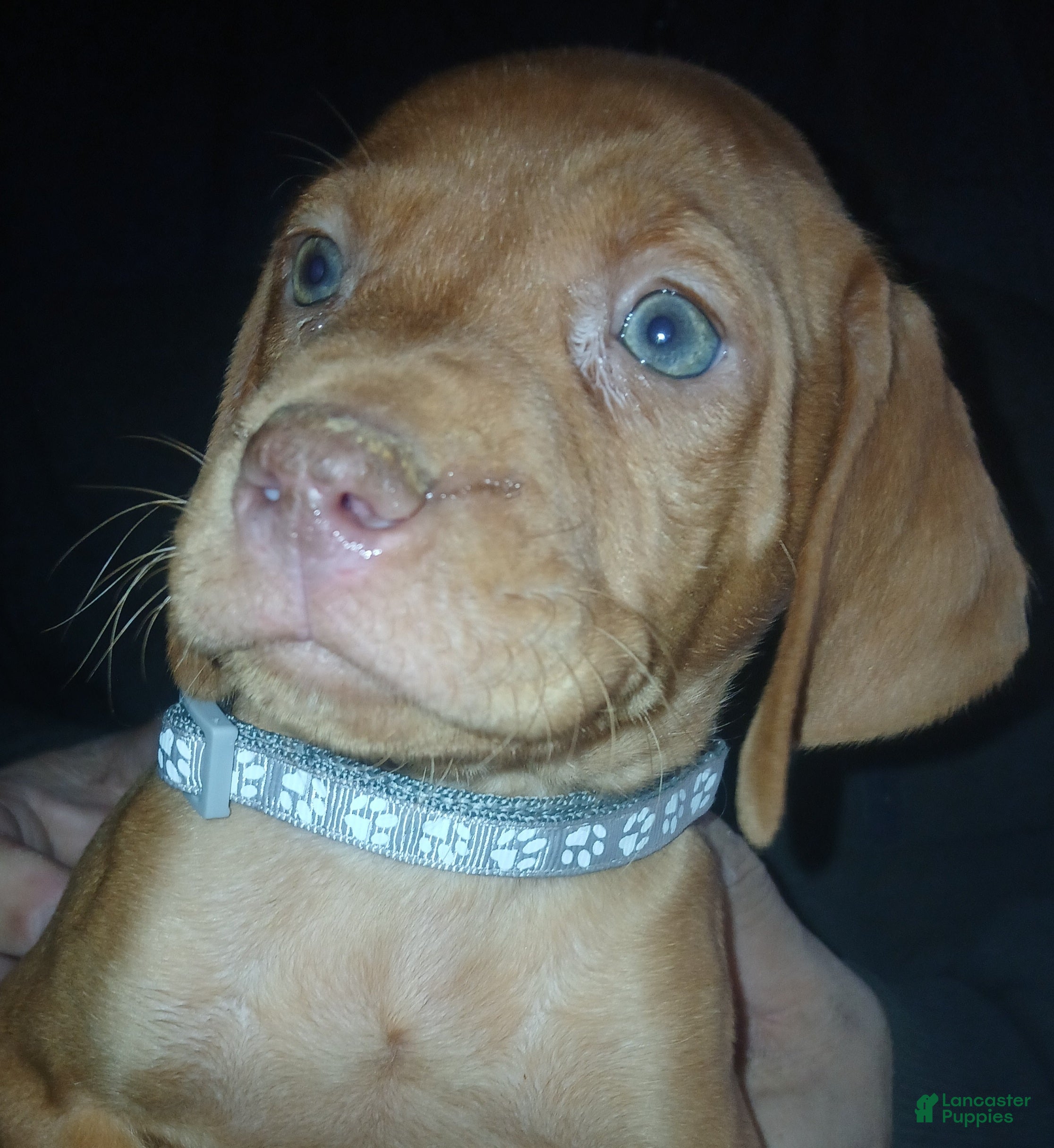 Vizsla dogs Vizsla Puppy 7 - Ad 17