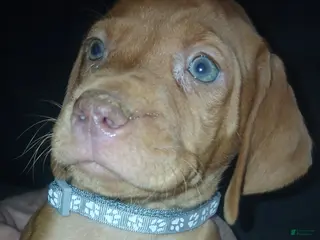 Vizsla dogs Vizsla Puppy 7 - Ad 17