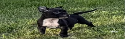 American Bully dogs for sale: American Bully Puppy 3 - Ad 2