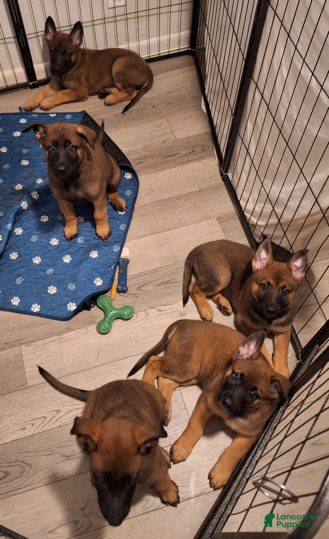 Mixed Breed dogs for sale: Mixed Breed Puppy 4 - Ad 3
