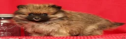 Pomeranian dogs for sale: Porter - Ad 4