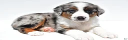 Australian Shepherd dogs for sale: Lonnie - Ad 7