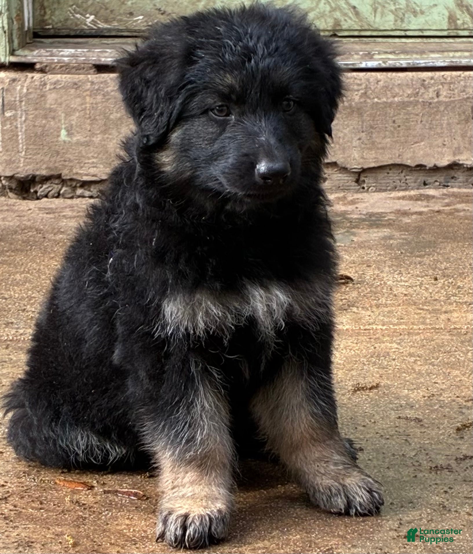 German Shepherd dogs  Puppy 3 - Ad 35