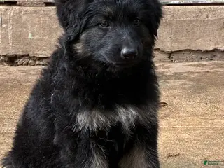German Shepherd dogs Puppy 3 - Ad 35