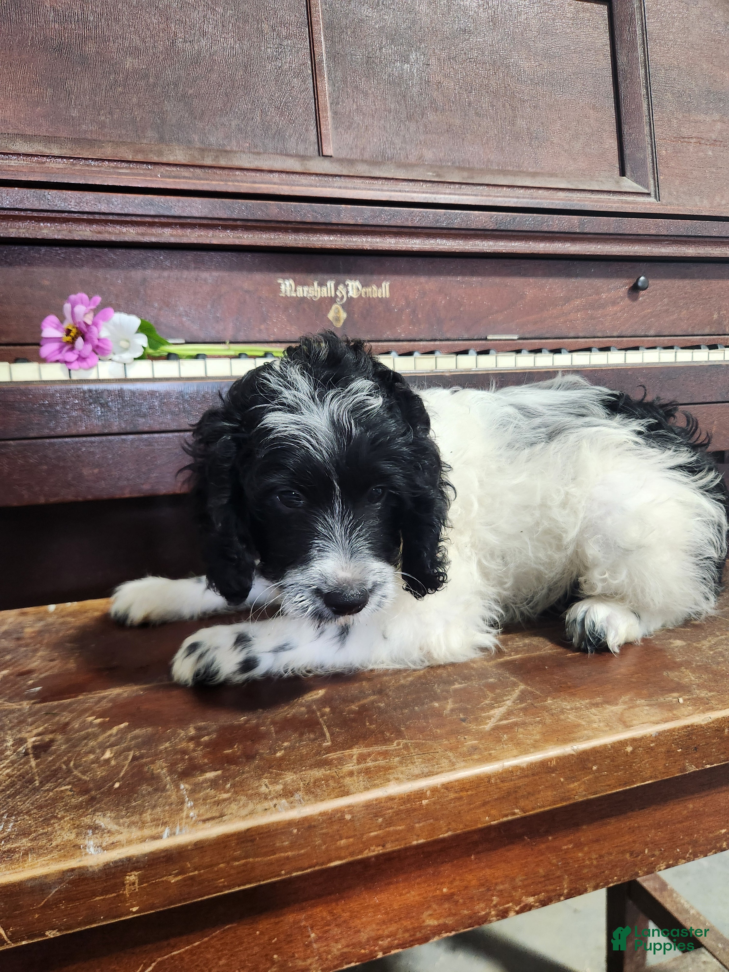 Cockapoo dogs Oreo - Ad 1