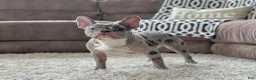 French Bulldog dogs for sale: Theo Video Ad - Ad 4