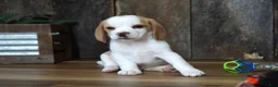 Beagle dogs for sale: Walker - Ad 6