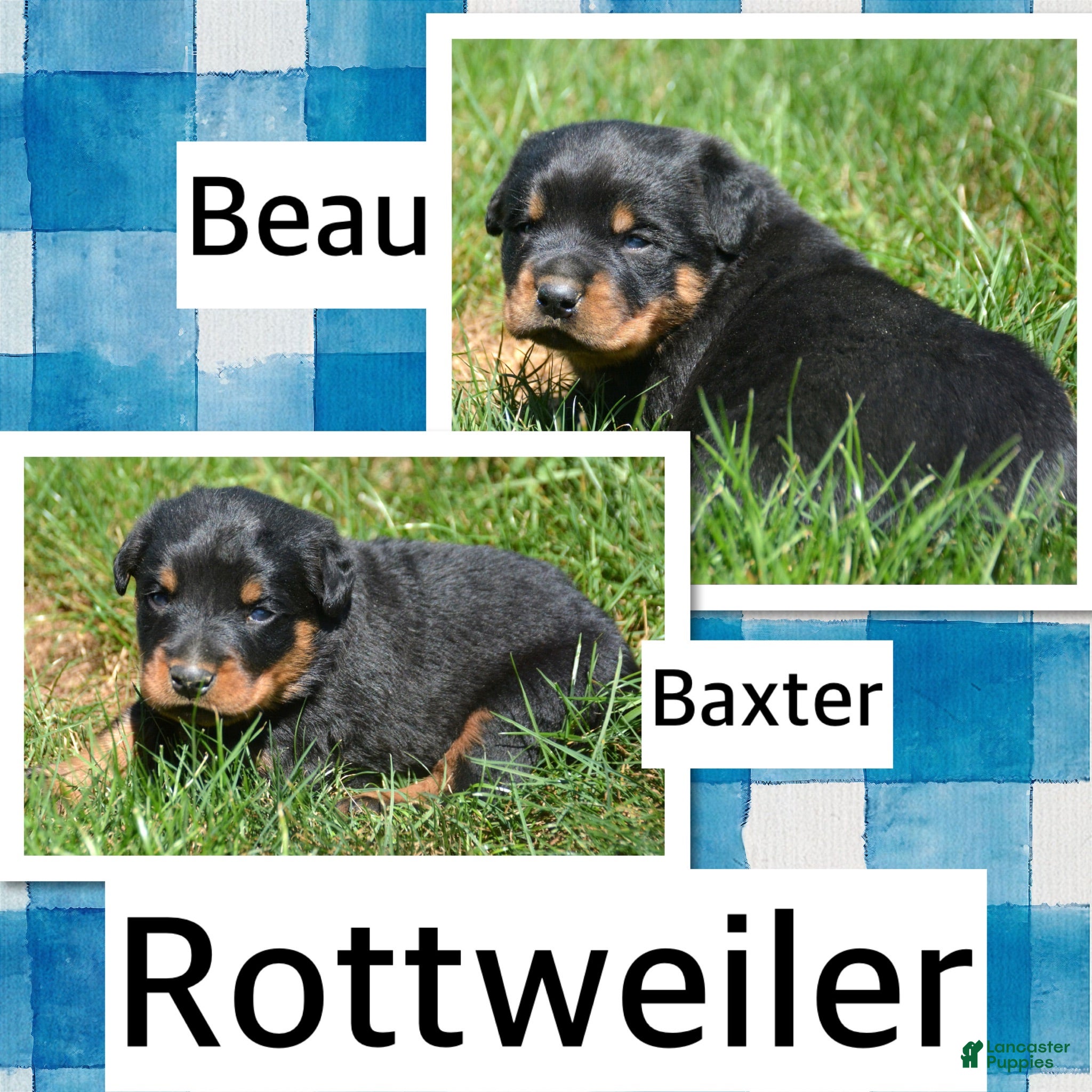 Rottweiler dogs Brutus Rottweiler 1 - Ad 2