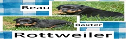 Rottweiler dogs for sale: Baxter Rottweiler 2 - Ad 4