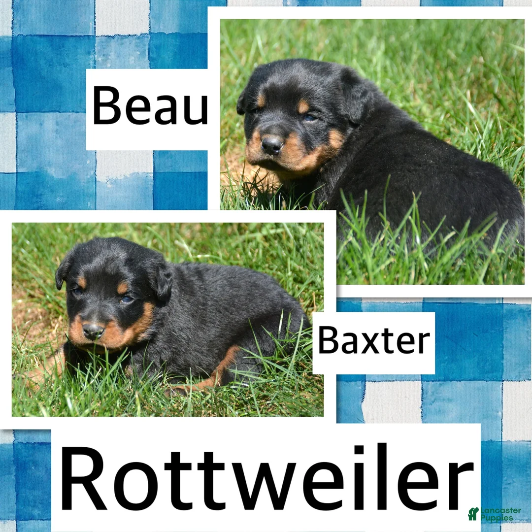 Rottweiler dogs for sale: Baxter Rottweiler 2 - Ad 4