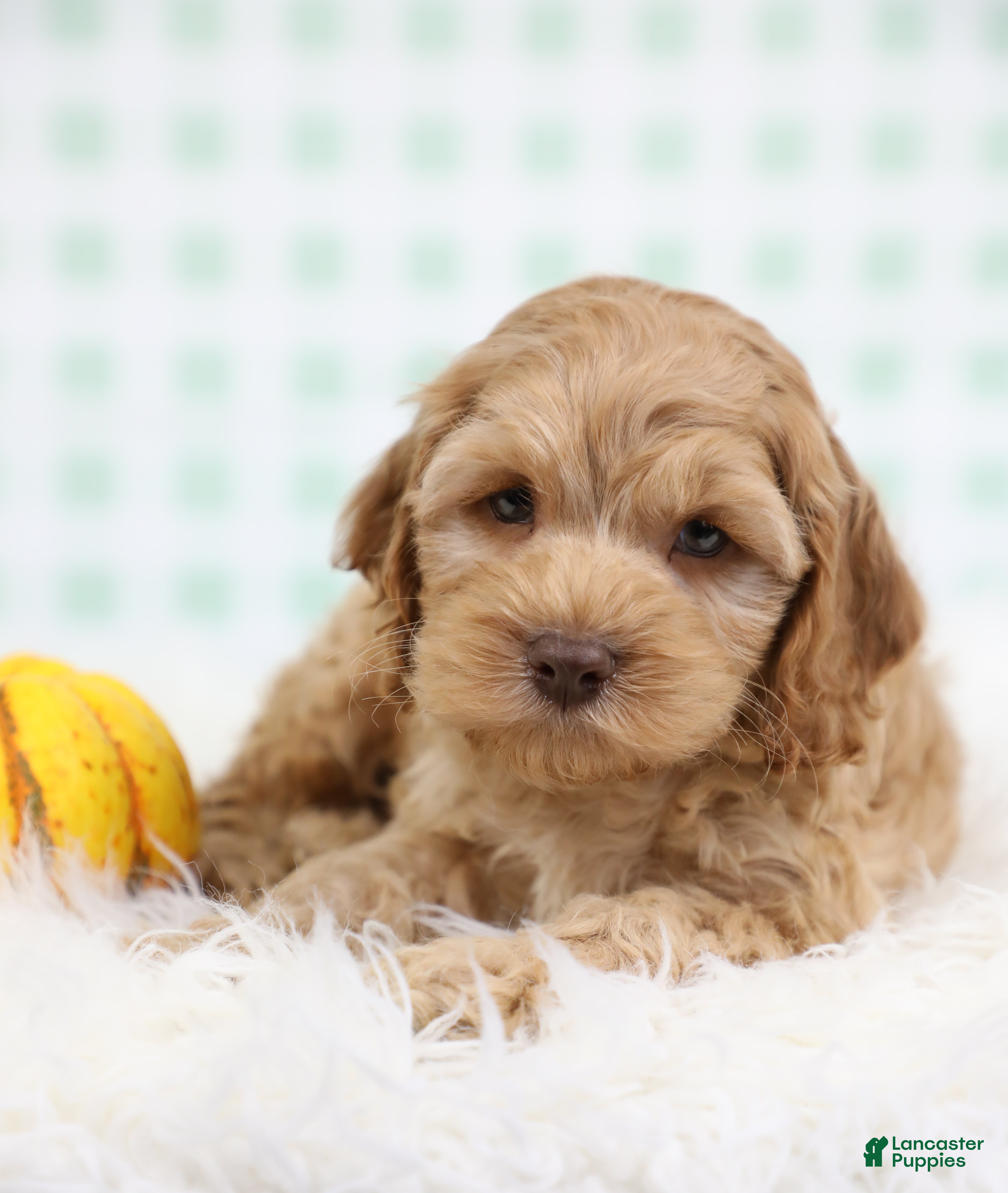 Cockapoo dogs for sale: Navy 🪼 - Ad 2