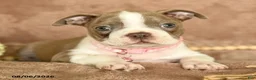 Boston Terrier dogs for sale: Minnie - Ad 4