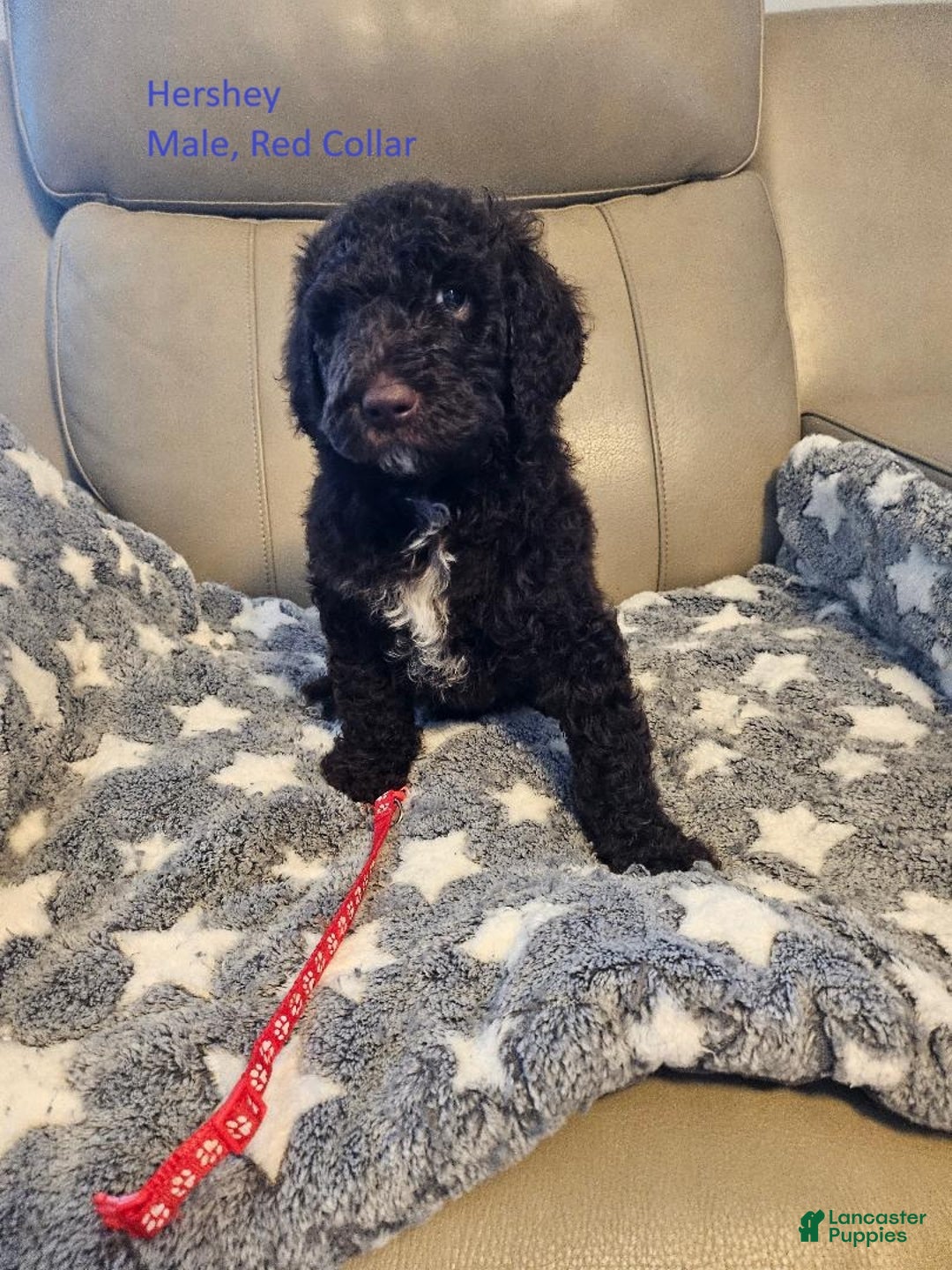 Goldendoodle dogs for sale: Goldendoodle Puppy 4 - Ad 1