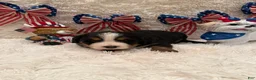 Bernese Mountain Dog dogs for sale: Hannah - Ad 14