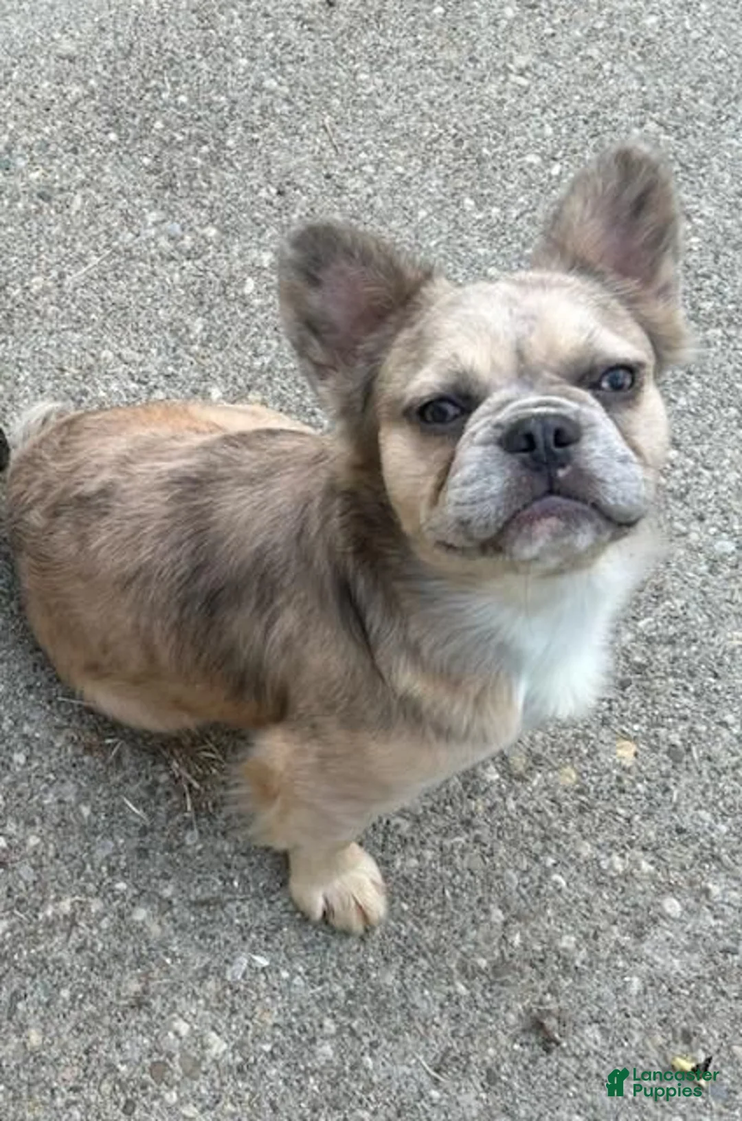 Frenchton dogs for sale: Frenchton 3 - Ad 3