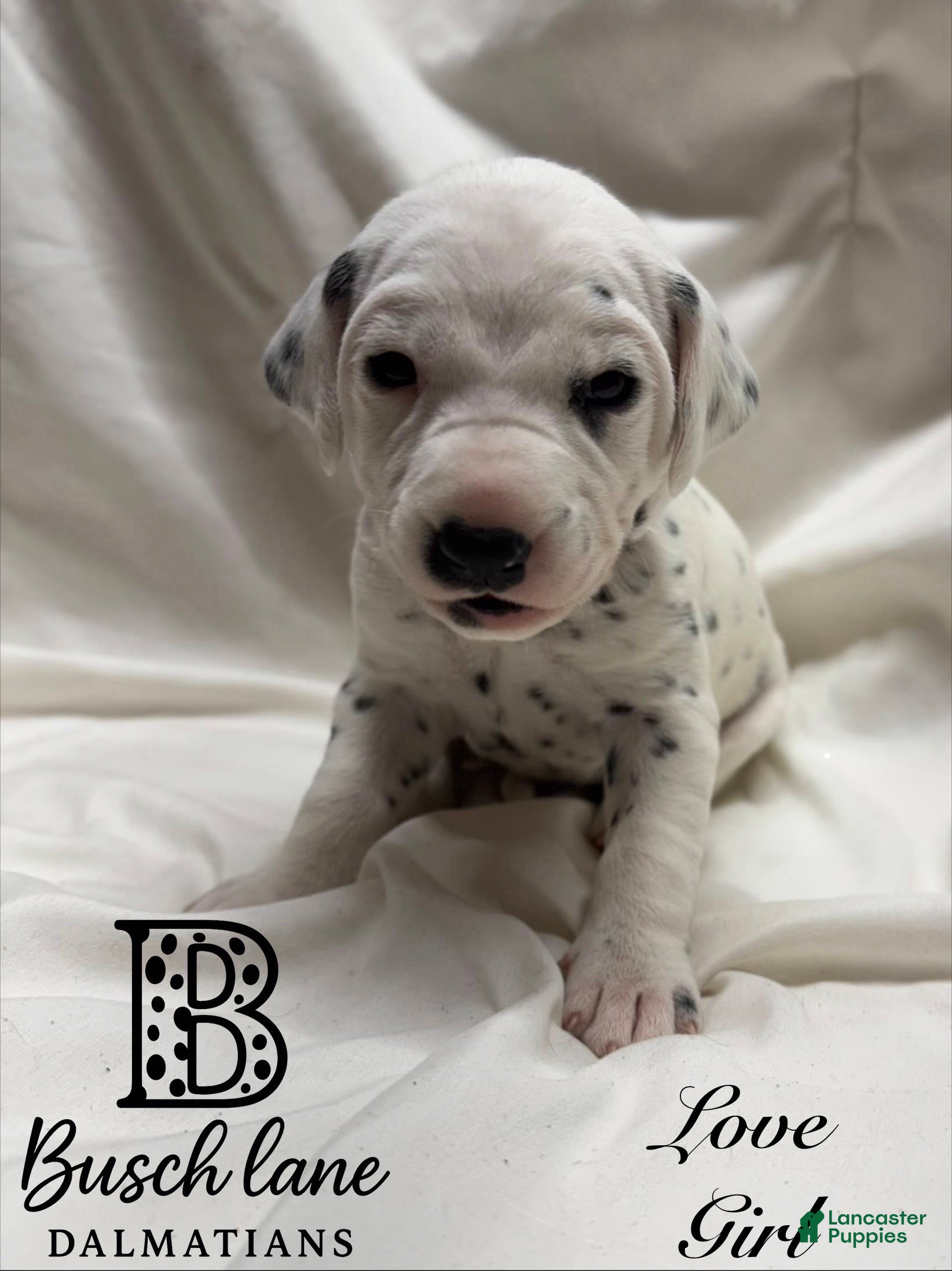 Dalmatian dogs Love  - Ad 26