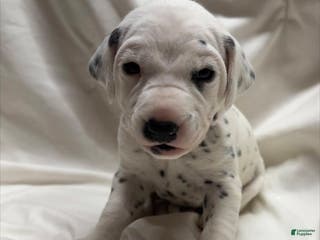 Dalmatian dogs Love - Ad 26