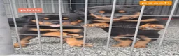 Rottweiler dogs for sale: Rottweiler 2 - Ad 5