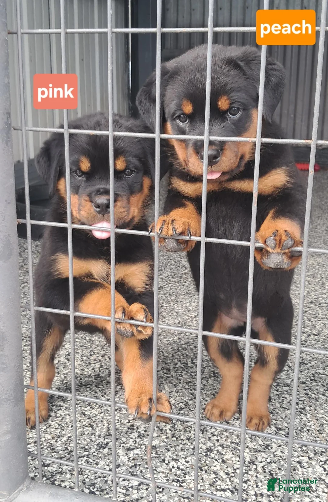 Rottweiler dogs for sale: Rottweiler 2 - Ad 5