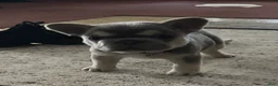 French Bulldog dogs for sale: Dolce  - Ad 7