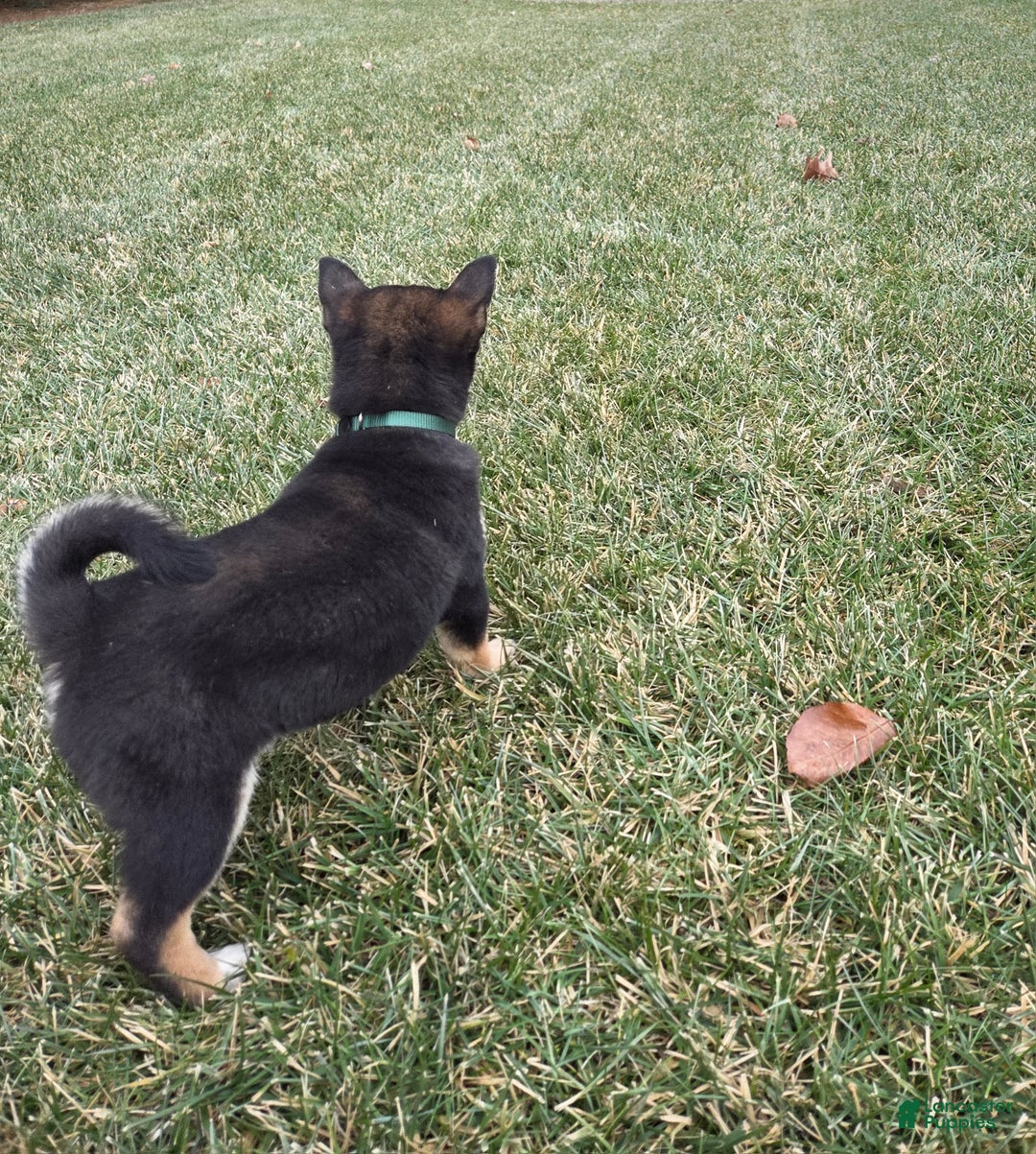 Shiba Inu dogs for sale: Major - Ad 6