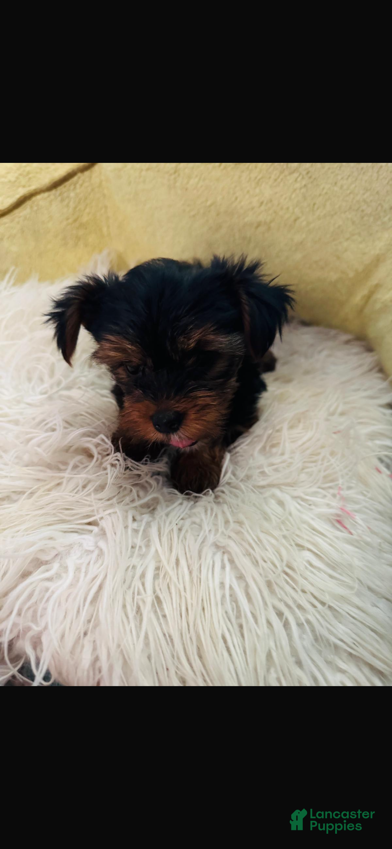 Yorkshire Terrier dogs Yorkshire Terrier Puppy 2  - Ad 14