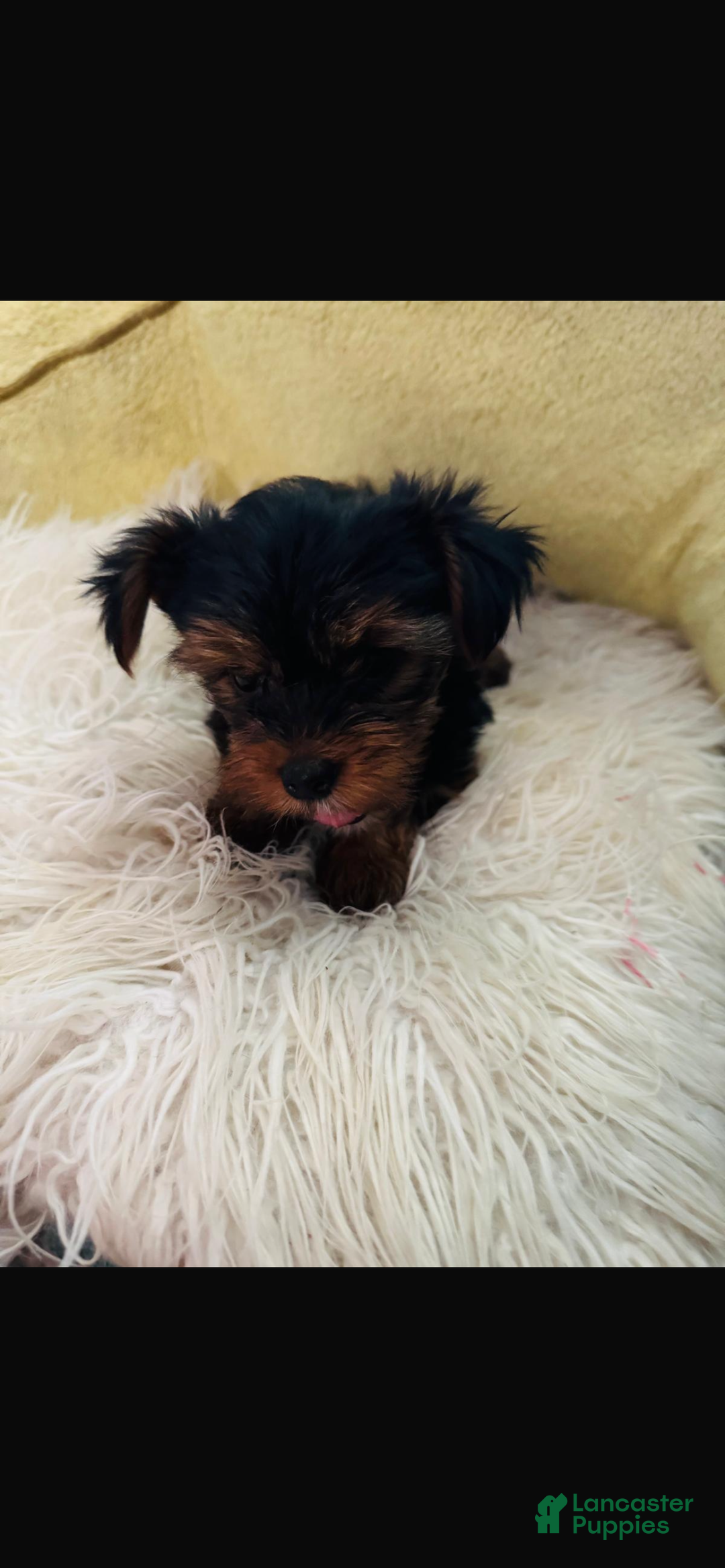 Yorkshire Terrier dogs for sale: Yorkshire Terrier Puppy 2  - Ad 1