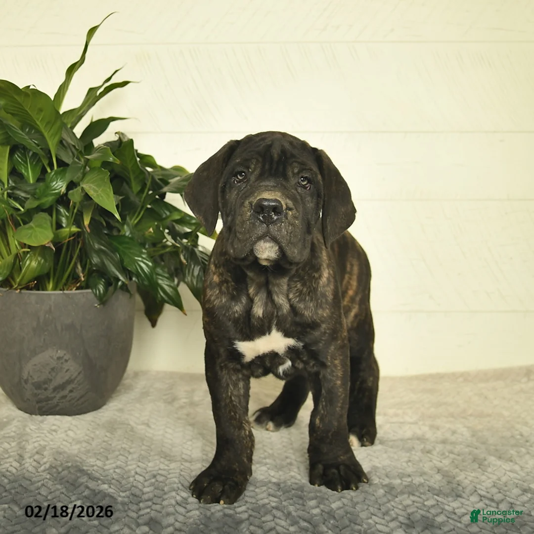 Cane Corso dogs for sale: Hank - Ad 2