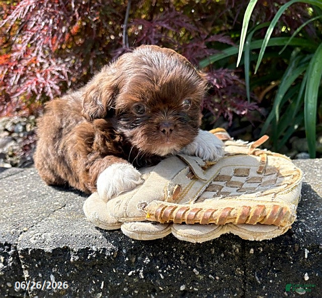 Shih Tzu dogs Lennon - Ad 2