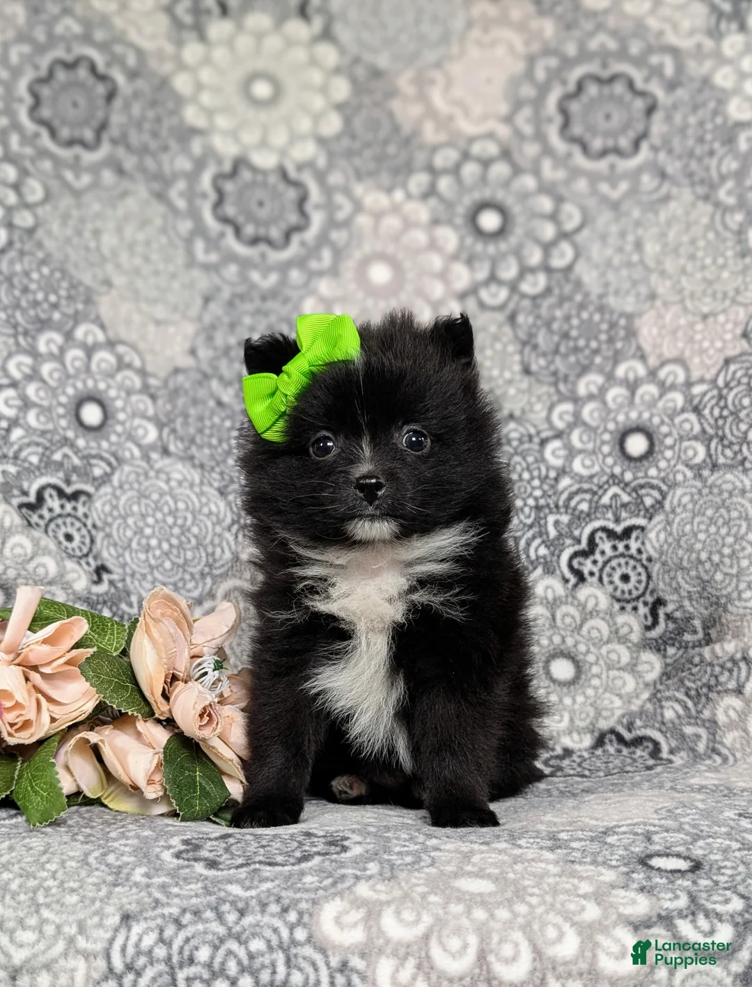 Pomeranian dogs for sale: Mindy 9 lbs Full Grown - Ad 1