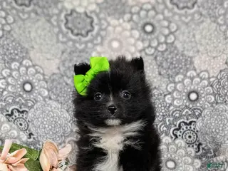 Pomeranian dogs for sale: Mindy 9 lbs Full Grown - Ad 4