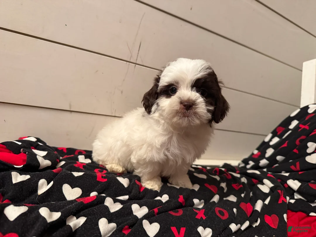Shihpoo dogs for sale: Oliver  - Ad 28