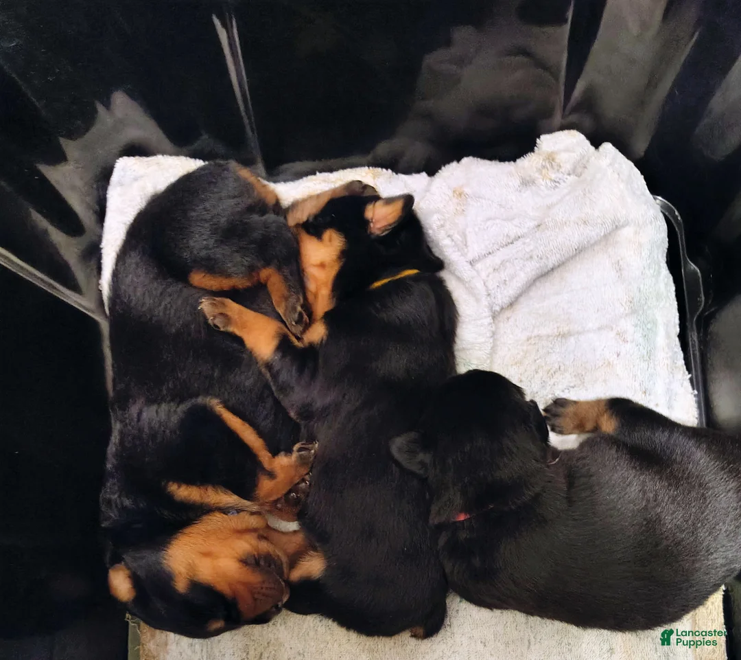 Rottweiler dogs for sale: Rottweiler Puppy 1 - Ad 5