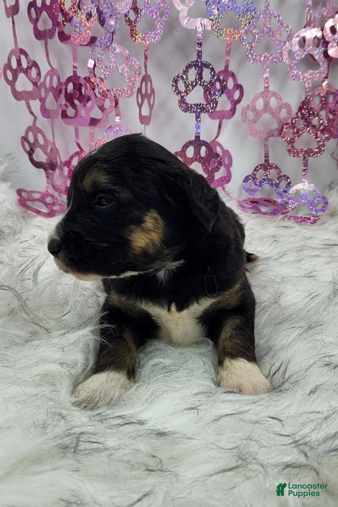 Mini Aussiedoodle dogs for sale: Mini Aussiedoodle Puppy 2 - Ad 4