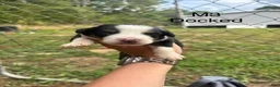 Mixed Breed dogs for sale: Mixed Breed 4 - Ad 17