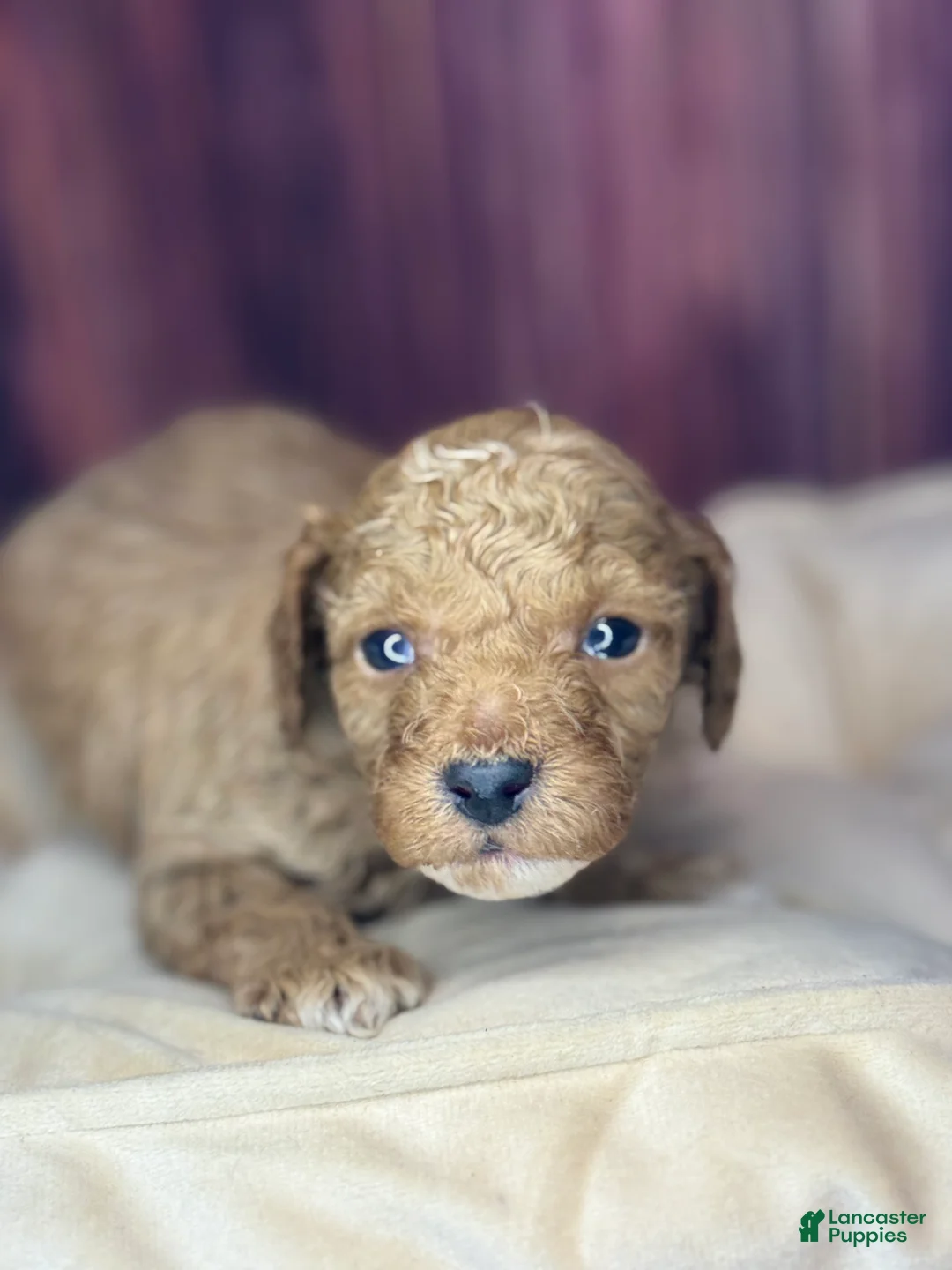 Miniature Poodle dogs for sale: Redrick - Ad 1