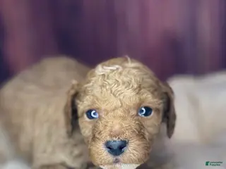 Miniature Poodle dogs Redrick - Ad 14