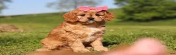 Cavapoo dogs for sale: Cocoa - Ad 6