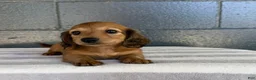 Miniature Dachshund dogs for sale: Dakota - Ad 4