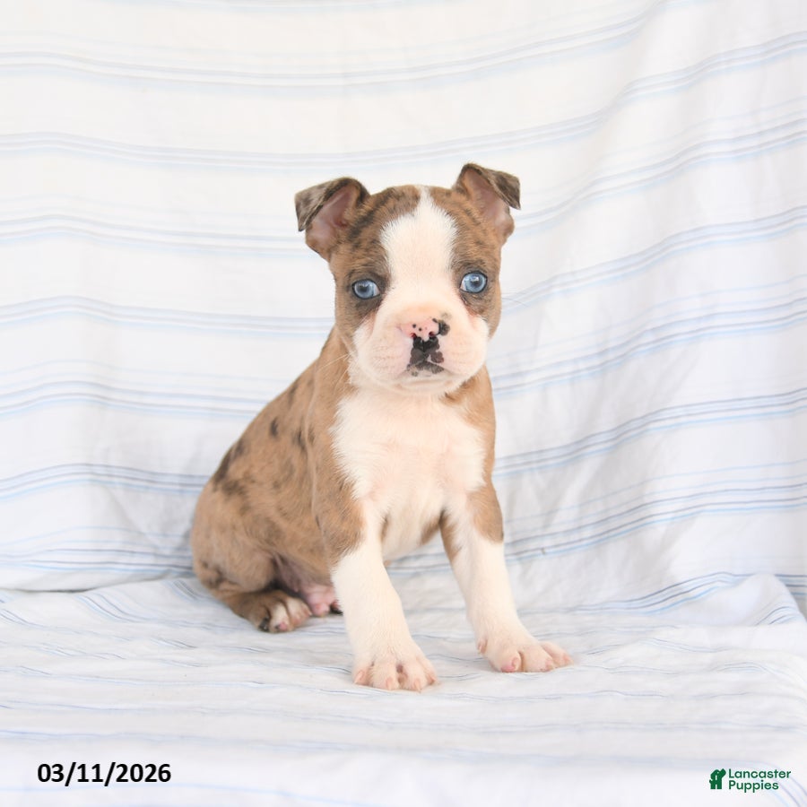 Boston Terrier dogs Asher - Ad 2