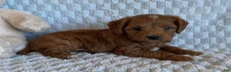 Cavapoo dogs for sale: Dumpling - Ad 2