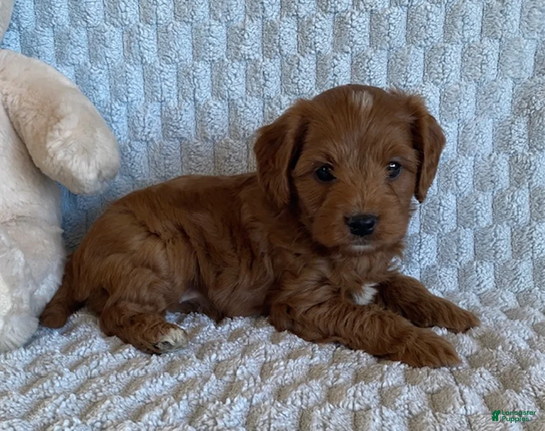 Cavapoo dogs for sale: Dumpling - Ad 2